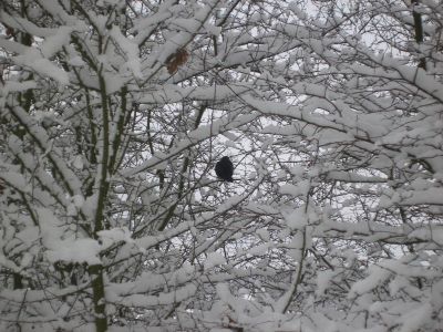 Winter rund um Büttelkow