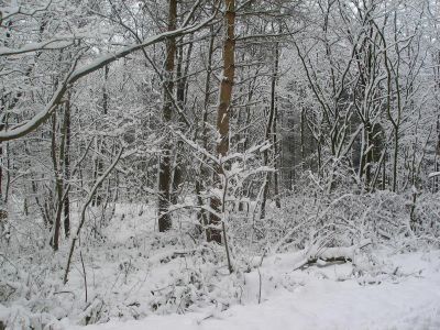 Winter rund um Büttelkow